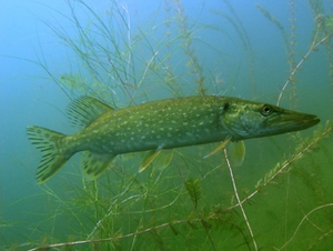 Northern Pike.