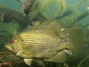 rock bass.