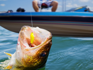 catching a largemouth bass.